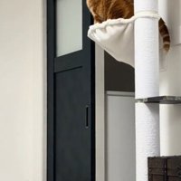 キャットタワーに登り切った猫
