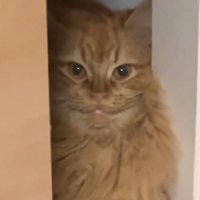 カメラ目線の猫