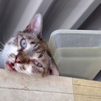 冷凍庫の上の猫