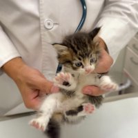 診察を受ける子猫