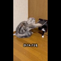 もなかちゃんのパンチ