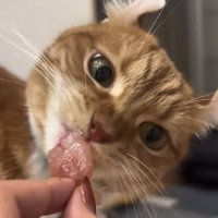 顔を傾けて刺身を食べている猫