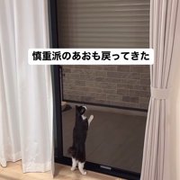 シャッターを見る猫たち