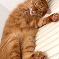 口をもごもご動かして寝ている猫