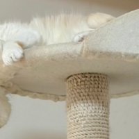 変な寝姿の猫