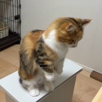 後ろ足で立っている猫