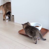 歩いていく親子猫