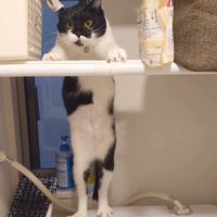見つめる猫