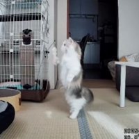 画面中央で立っている子猫