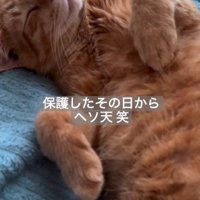 仰向けで寝る猫
