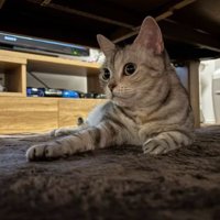室内にいる猫