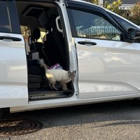 車に乗る猫