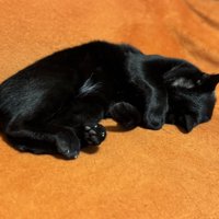 まぶしい寝する猫