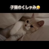 布団の間に横になっている子猫