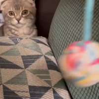 ボールをみつめる猫