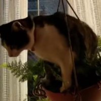 プランターに乗っている猫