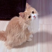 うるんだ瞳で上を見上げる猫のマシュちゃん