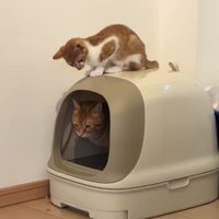 トイレを見守る子猫