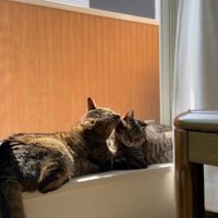 窓際で毛繕いをしあう2匹の猫