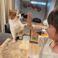 芸をする猫