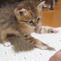 猫パンチをする子猫
