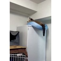キャビネットの上の猫