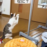 考える猫