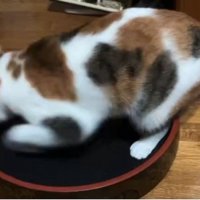 寿司桶の中で遊ぶ三毛猫