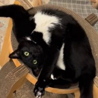 体を折り曲げて足としっぽを伸ばす白黒猫
