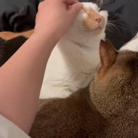顔をなでられる猫