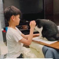宿題の邪魔をする猫