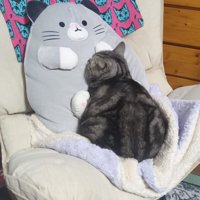 クッションに顔をつけて丸くなる猫