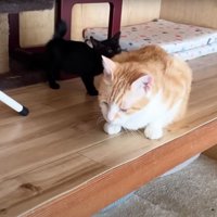 成猫の匂いを嗅いでいる子猫
