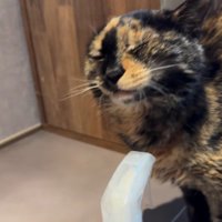 目を閉じている猫