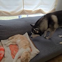 猫に顔を近づけて見ている犬