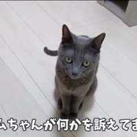 訴えるハムちゃん