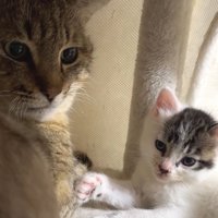 成猫と子猫