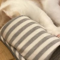 スリッパの入り口に顔を入れる子猫