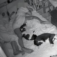 寝ている猫たち