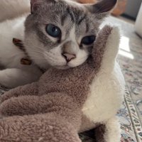 ウットリする猫