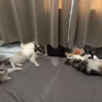 カメラ目線の猫たち