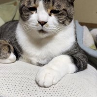 布団の上で眠いのを我慢するキジ白猫