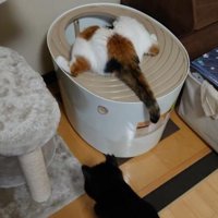 トイレを覗く猫