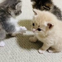 クリーム子猫に猫パンチするグレー子猫とそれを見る焦げ茶子猫