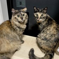 窓際に座ってカメラを振り返る2匹の猫