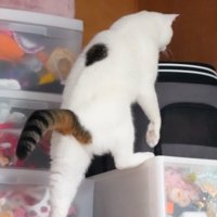 押し入れに入ろうとする猫4
