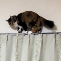 カーテンレールの上で俯き加減の猫
