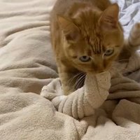 毛布を咥えて捻る猫