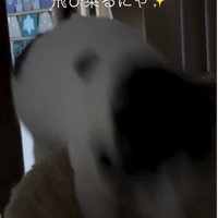 ハンモックに飛び乗っている猫