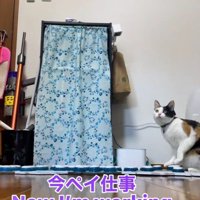 ボタンを押す猫